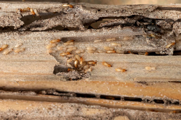 Best Spider Control Near Me  in Knox, IN